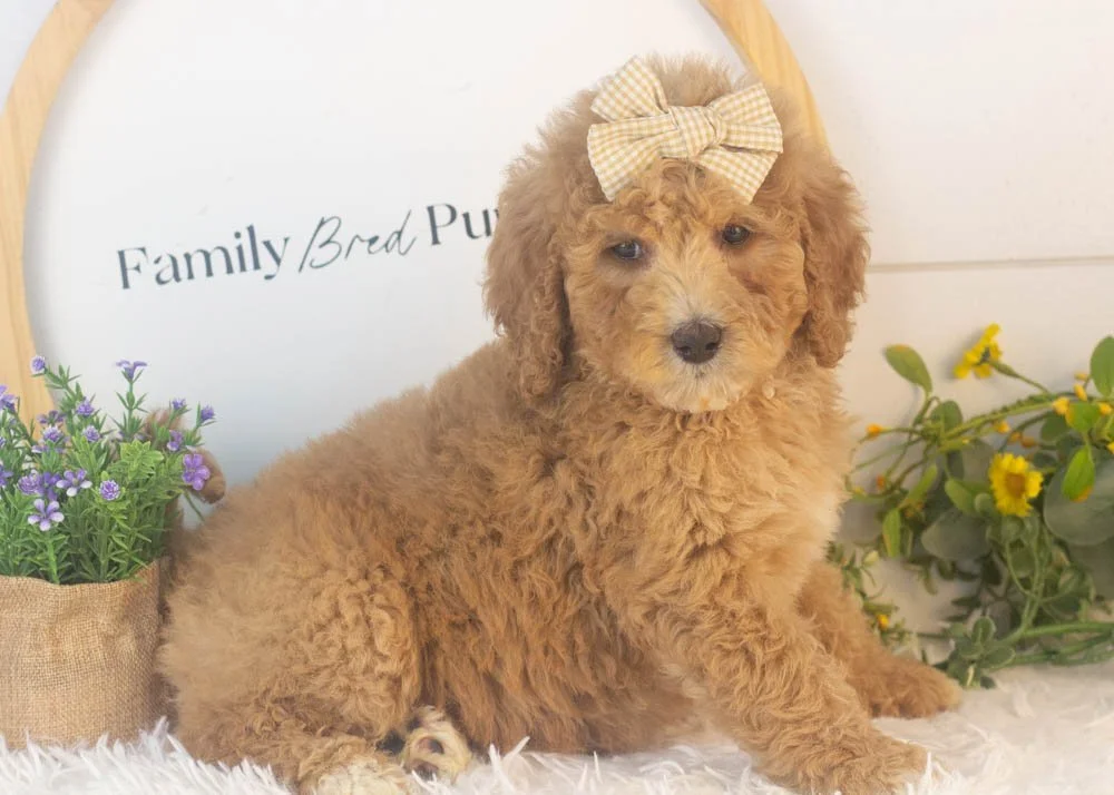 Lucille goldendoodle for sale.jpg