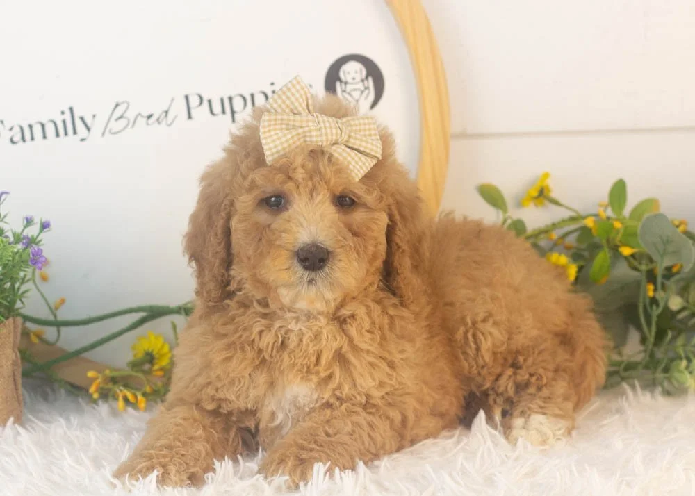 Lucille goldendoodle for sale(2).jpg