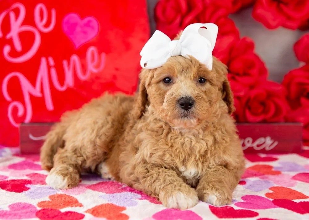 Lucille goldendoodle for sale.jpg