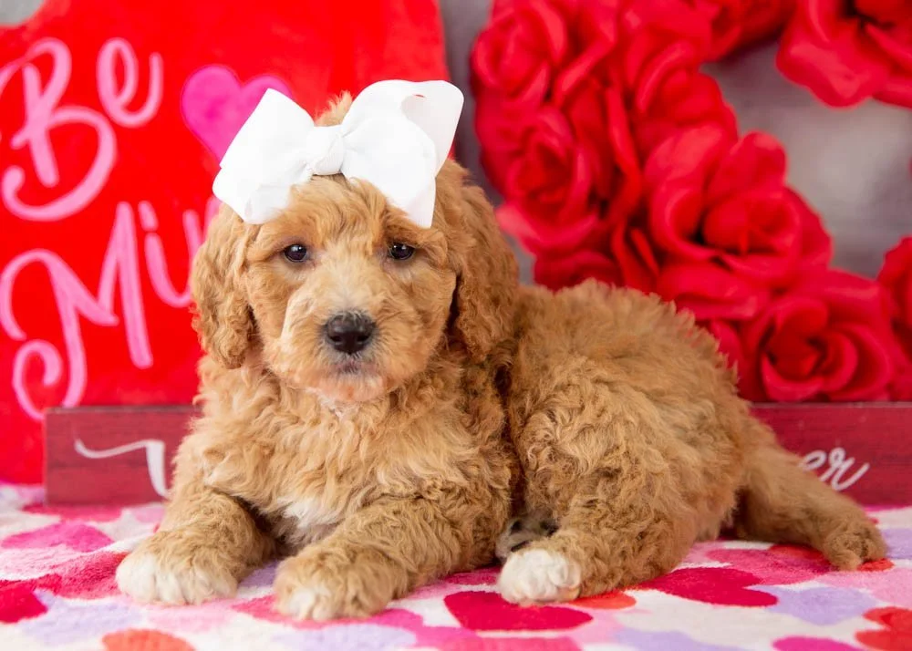 Lucille goldendoodle for sale(2).jpg