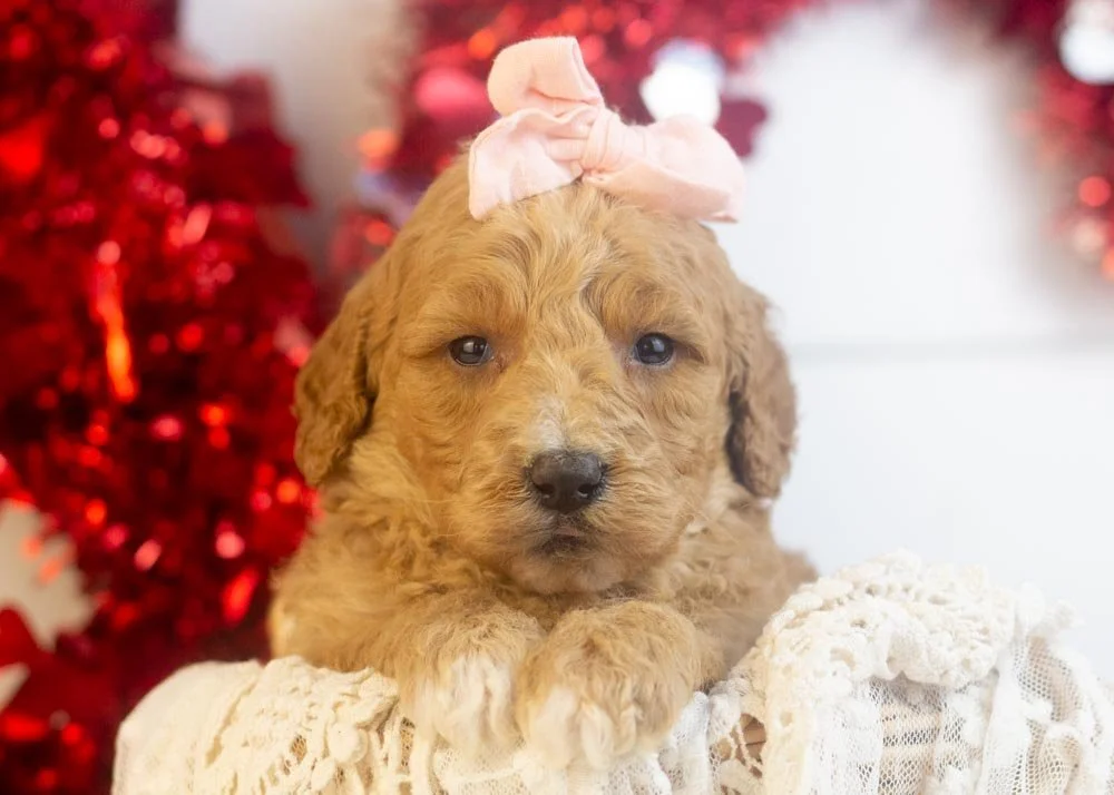 Lucille goldendoodle for sale.jpg