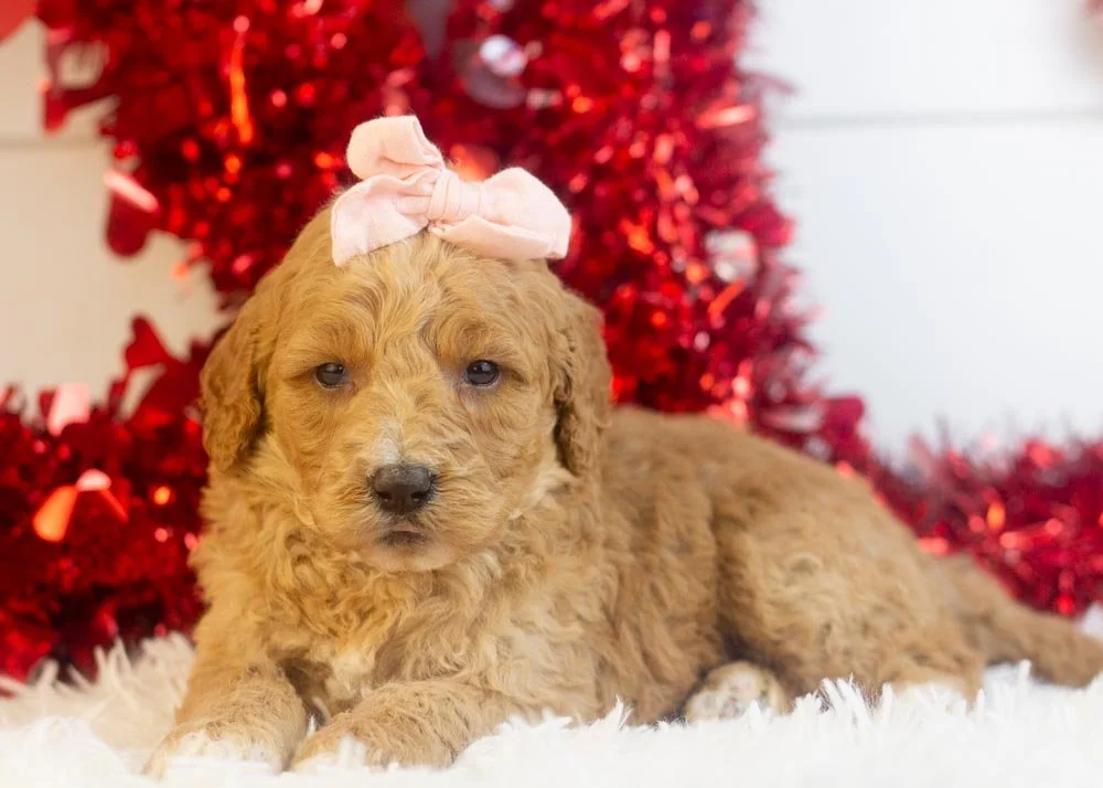 Lucille goldendoodle for sale(3).jpg