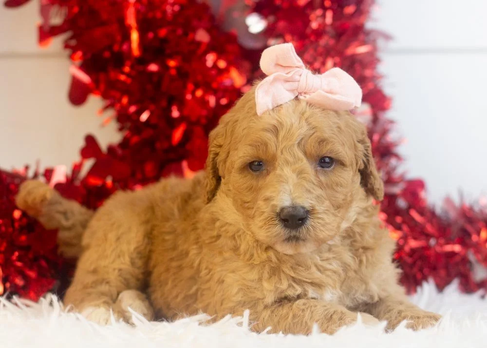 Lucille goldendoodle for sale(1).jpg