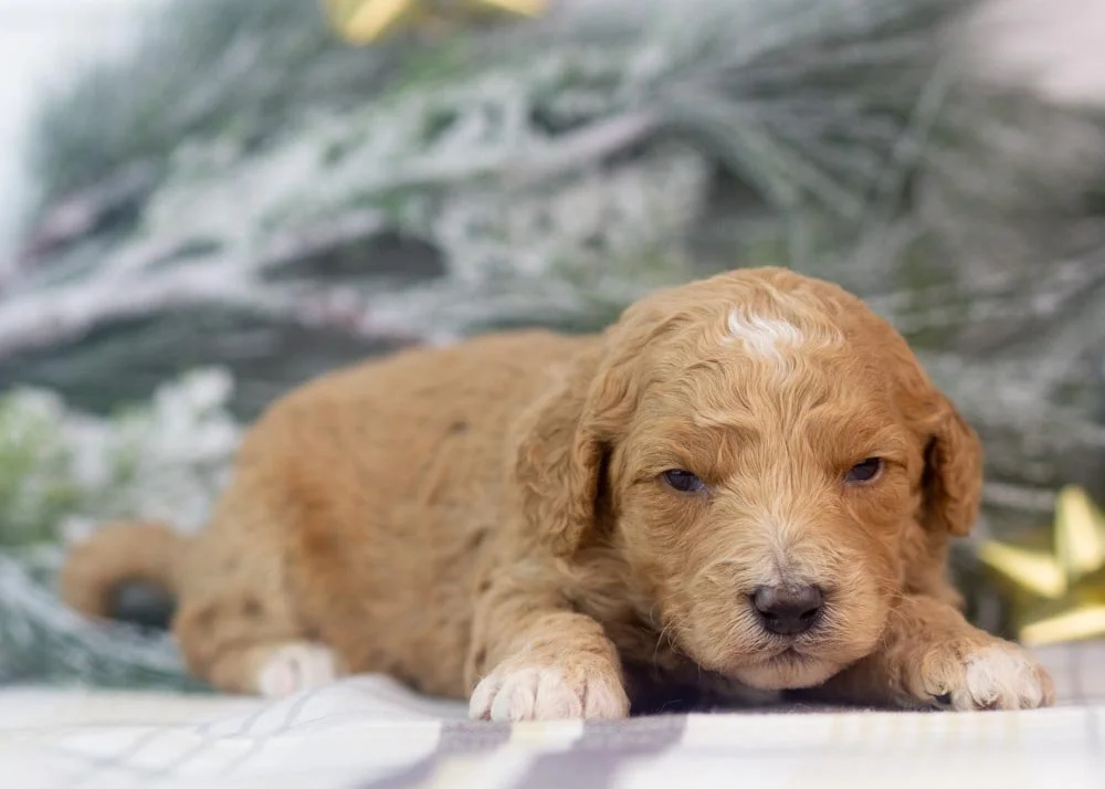 Lucille goldendoodle for sale(2).jpg
