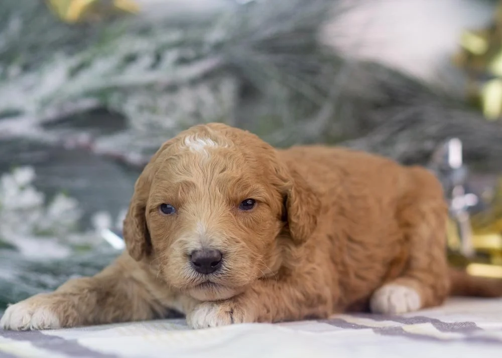 Lucille goldendoodle for sale(3).jpg