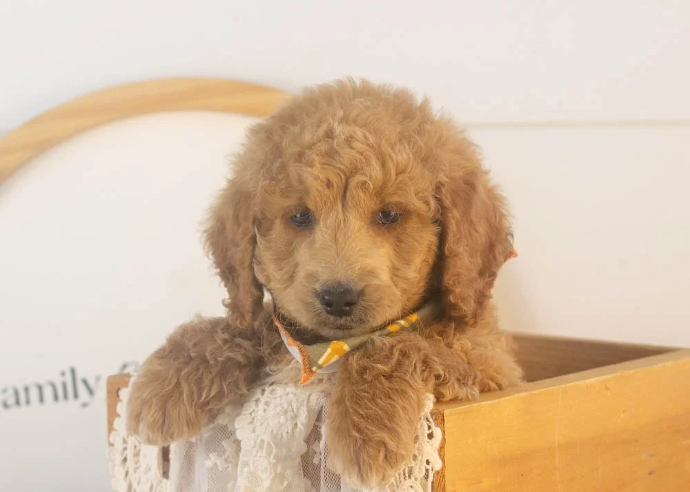 Landry goldendoodle for sale(1).jpg