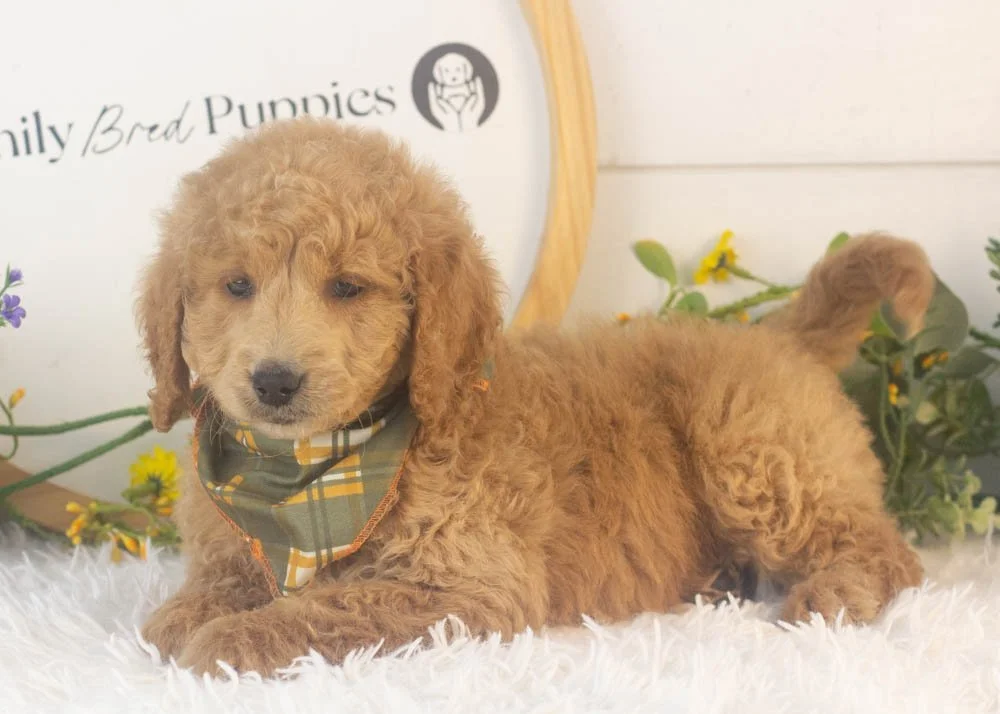 Landry goldendoodle for sale.jpg