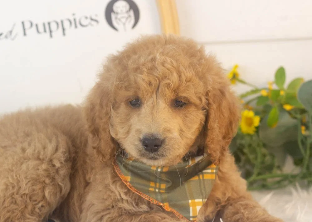Landry goldendoodle for sale(2).jpg