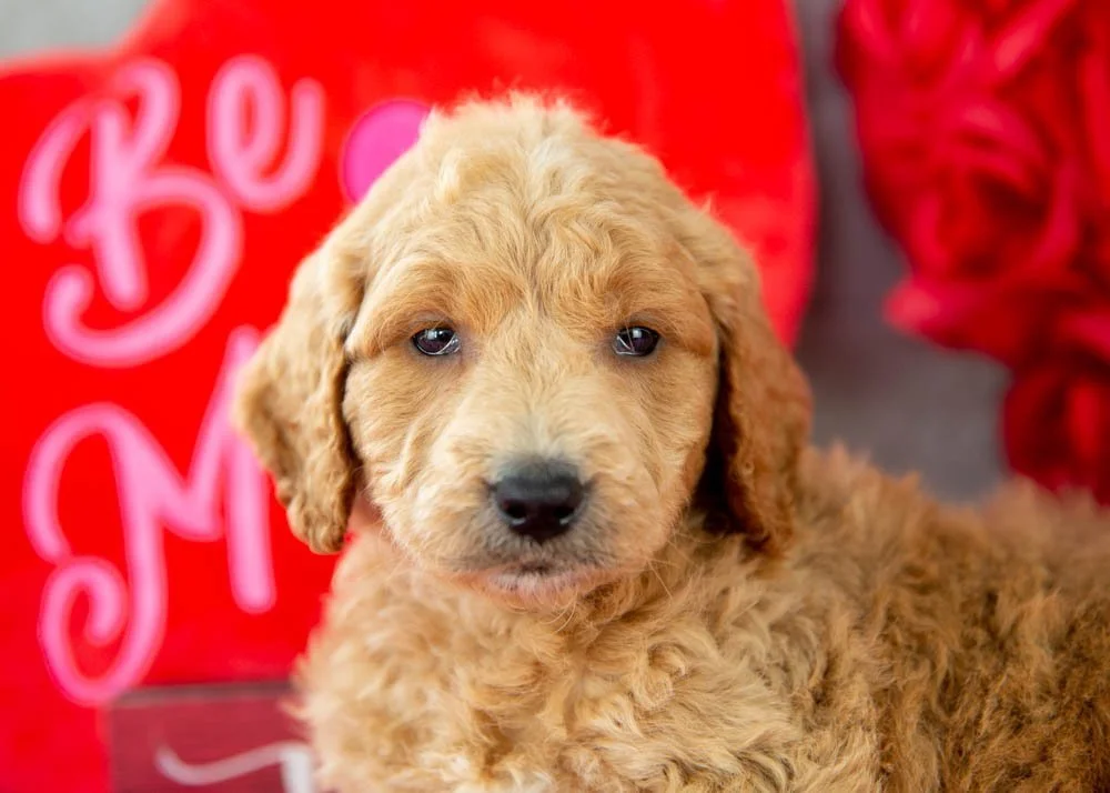 Landry goldendoodle for sale(2).jpg