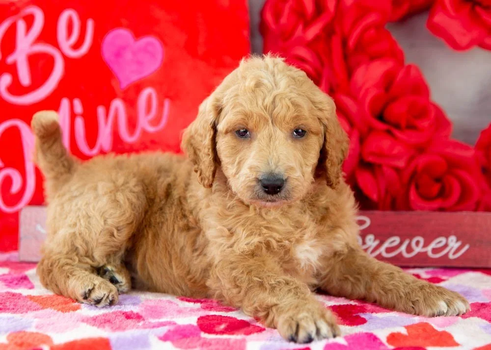 Landry goldendoodle for sale.jpg
