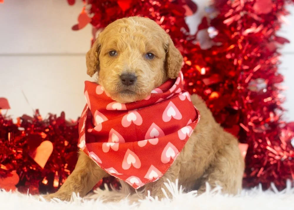 Landry goldendoodle for sale(1).jpg
