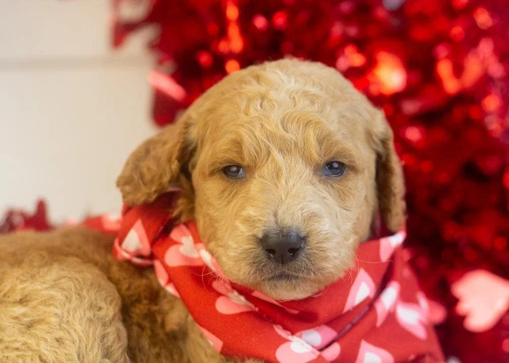 Landry goldendoodle for sale(2).jpg