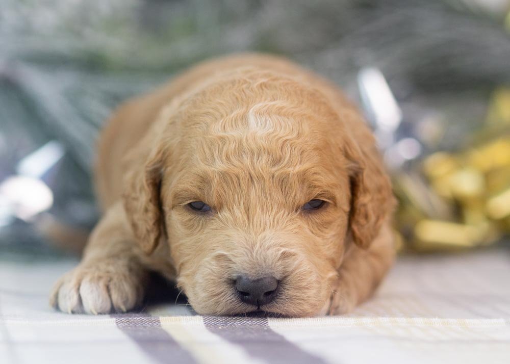 Landry goldendoodle for sale(2).jpg