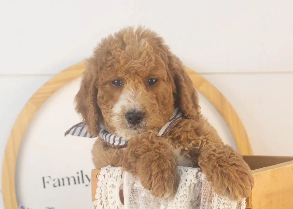 Larry goldendoodle for sale(1).jpg