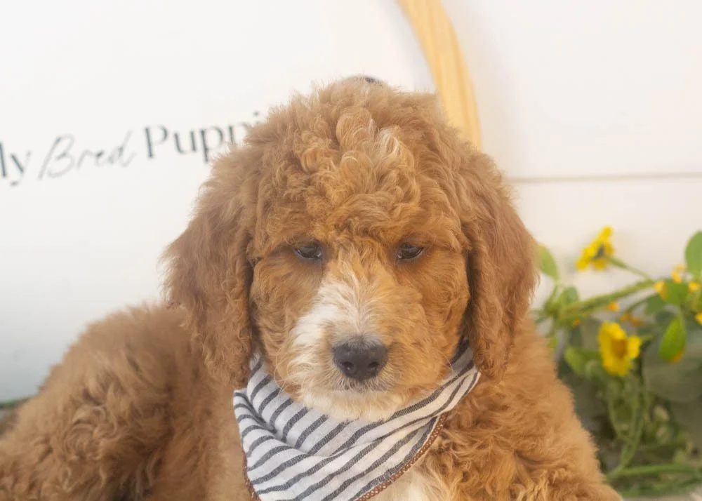 Larry goldendoodle for sale(3).jpg