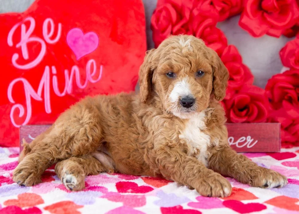 Larry goldendoodle for sale(2).jpg