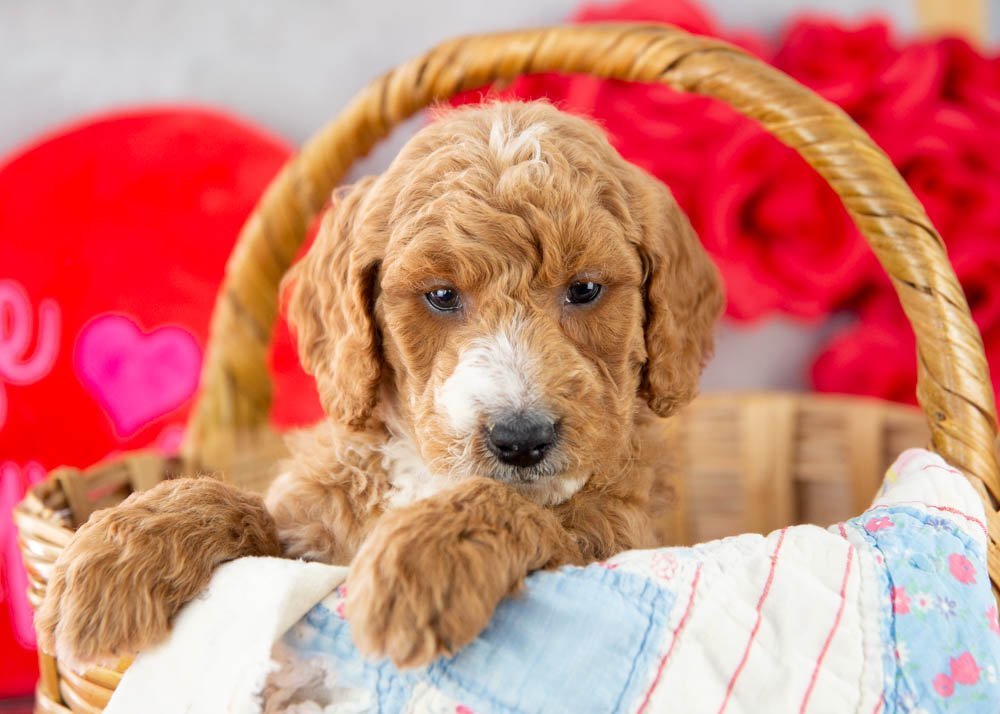 Larry goldendoodle for sale(1).jpg