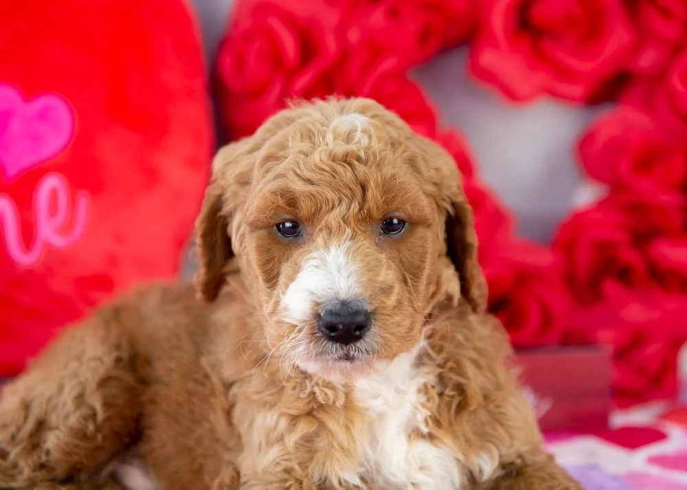 Larry goldendoodle for sale.jpg