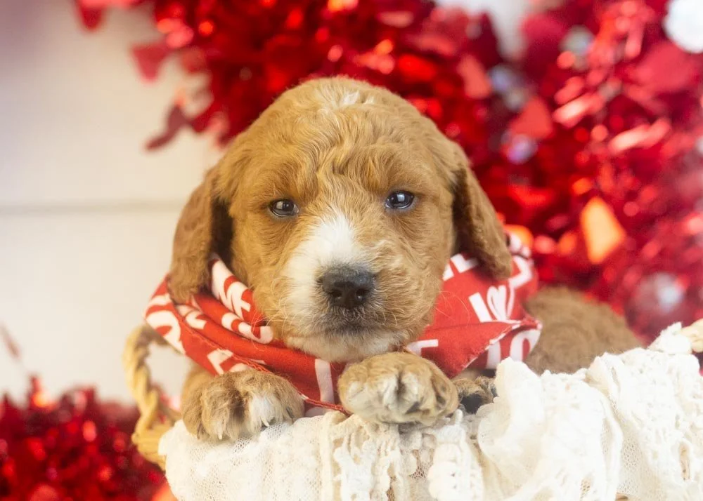 Larry goldendoodle for sale.jpg