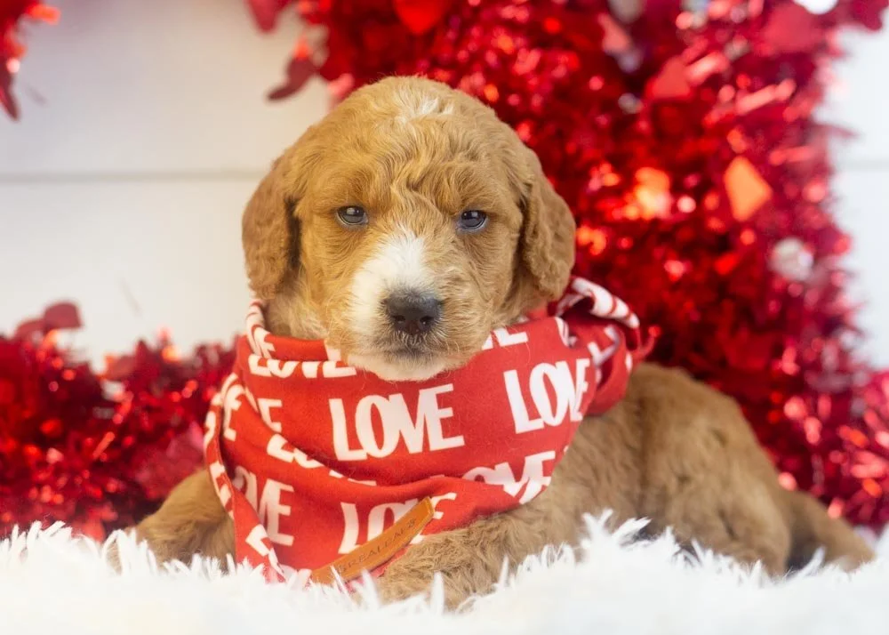 Larry goldendoodle for sale(2).jpg