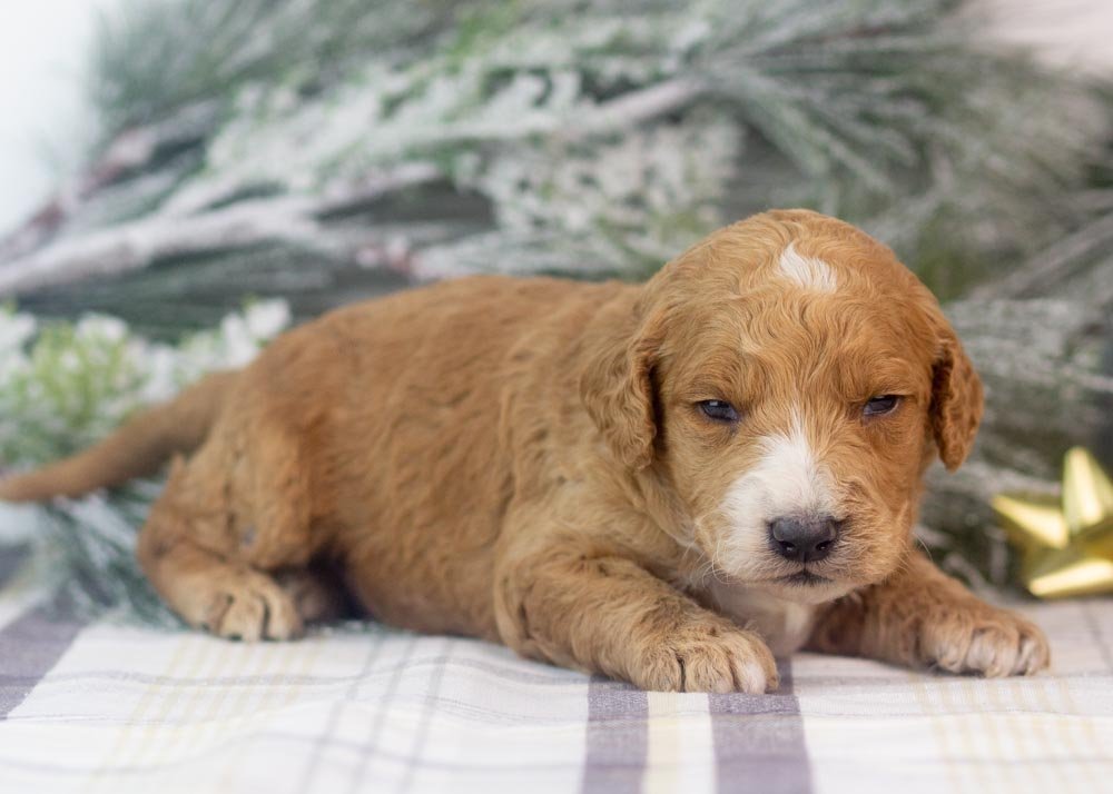 Larry goldendoodle for sale(3).jpg
