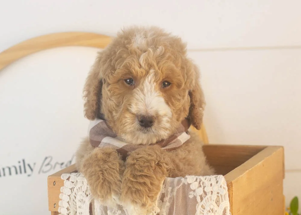 Lionel goldendoodle for sale(1).jpg