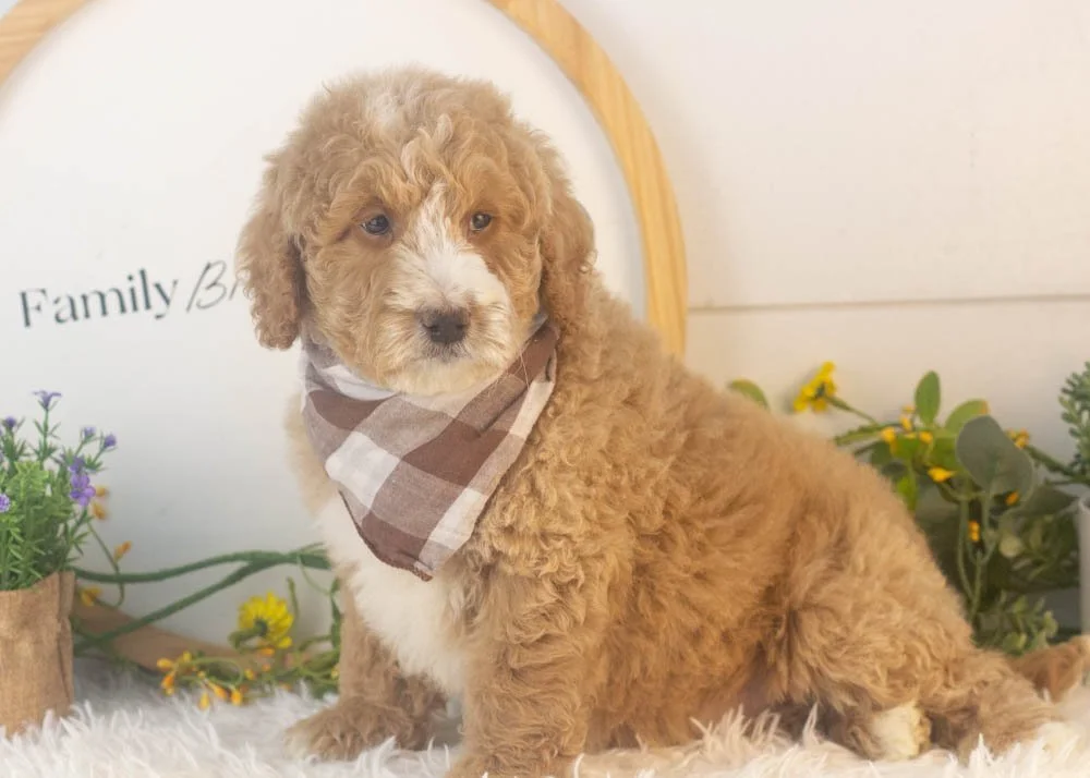 Lionel goldendoodle for sale.jpg