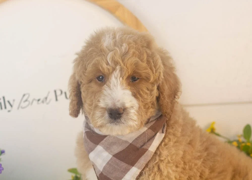 Lionel goldendoodle for sale(3).jpg