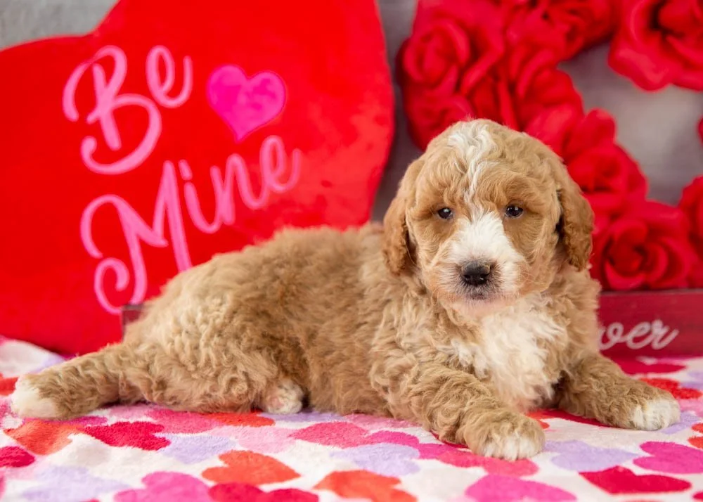 Lionel goldendoodle for sale(1).jpg