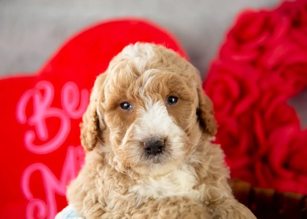 Lionel goldendoodle for sale(2).jpg