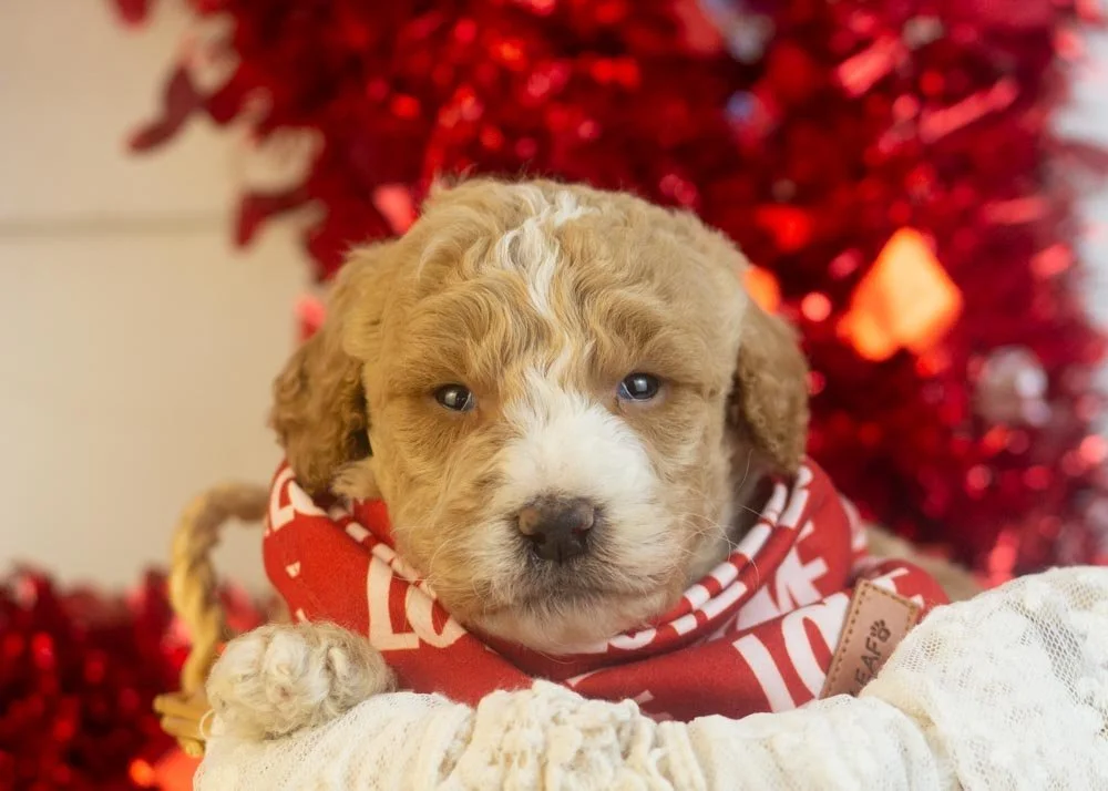 Lionel goldendoodle for sale.jpg