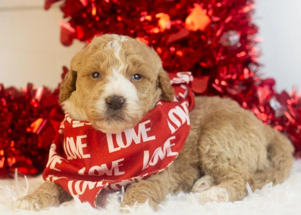 Lionel goldendoodle for sale(2).jpg
