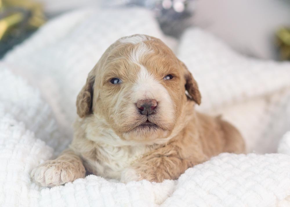 Lionel goldendoodle for sale.jpg