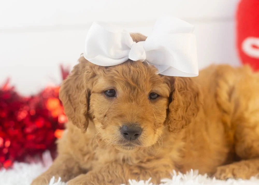 Mila goldendoodle for sale(3).jpg