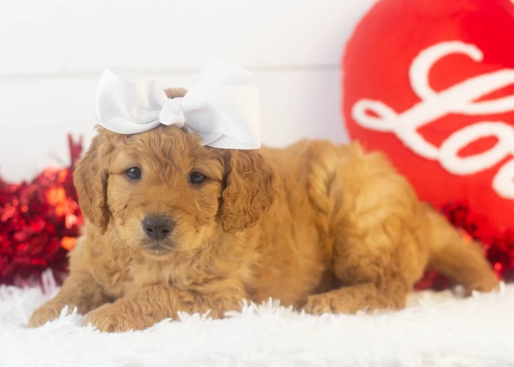 Mila goldendoodle for sale.jpg