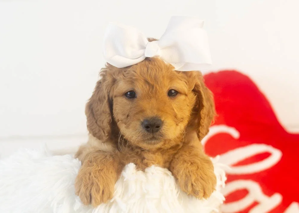 Mila goldendoodle for sale(1).jpg