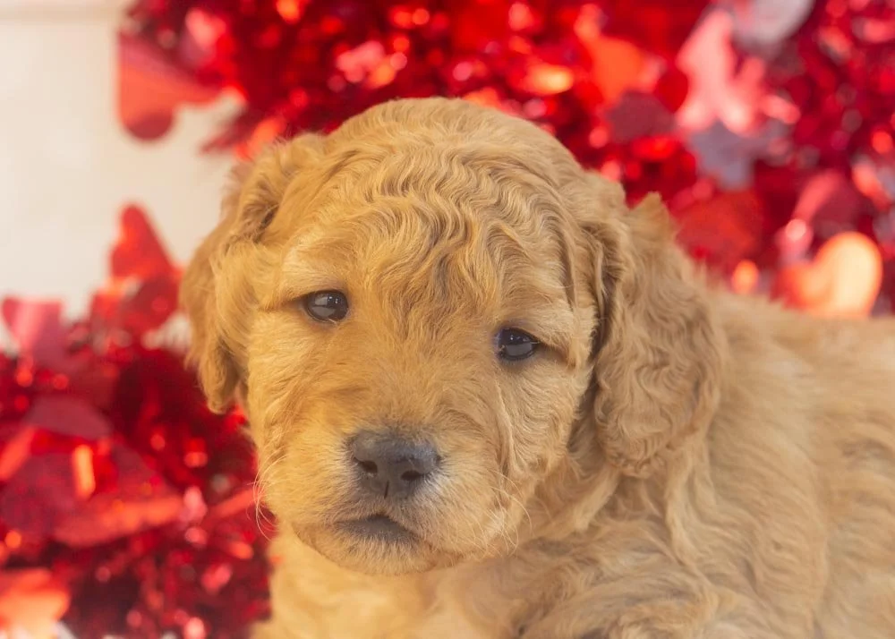 Mila goldendoodle for sale(3).jpg