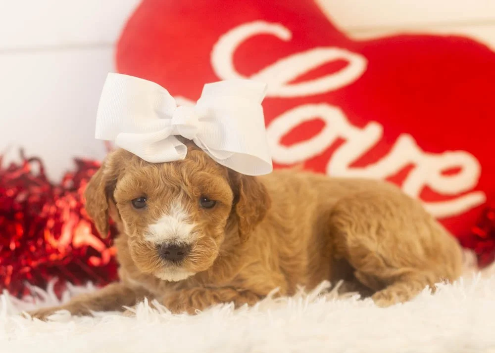 Cherry goldendoodle for sale.jpg
