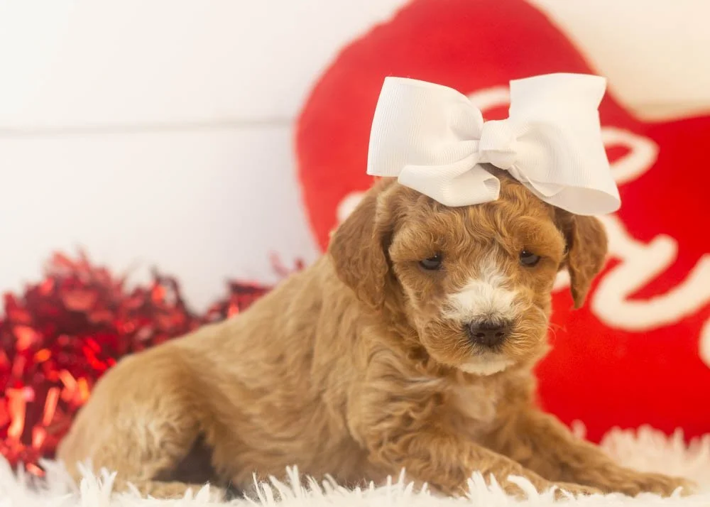 Cherry goldendoodle for sale(3).jpg