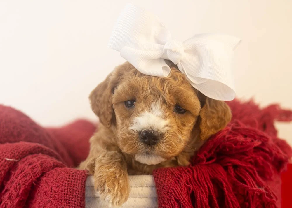 Cherry goldendoodle for sale(1).jpg