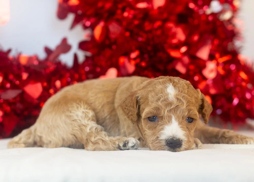 Cherry goldendoodle for sale(2).jpg