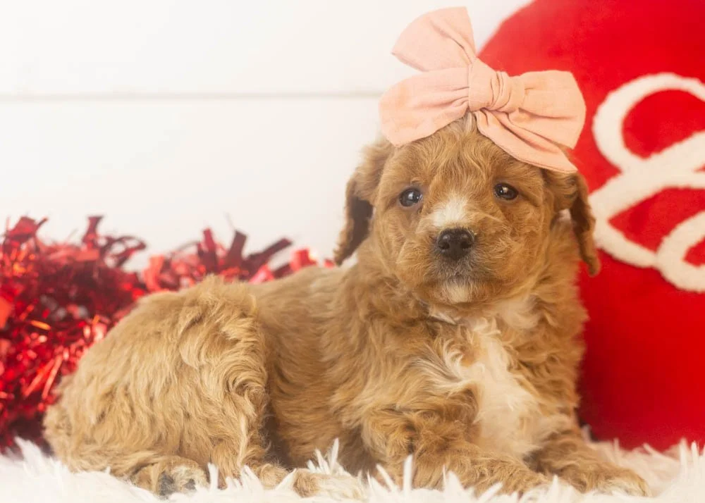 Truffle goldendoodle for sale(3).jpg