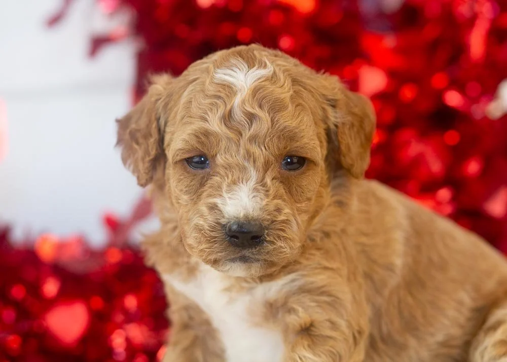 Truffle goldendoodle for sale.jpg