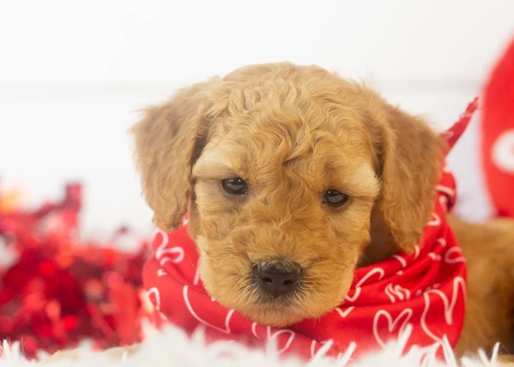 Romeo goldendoodle for sale(2).jpg