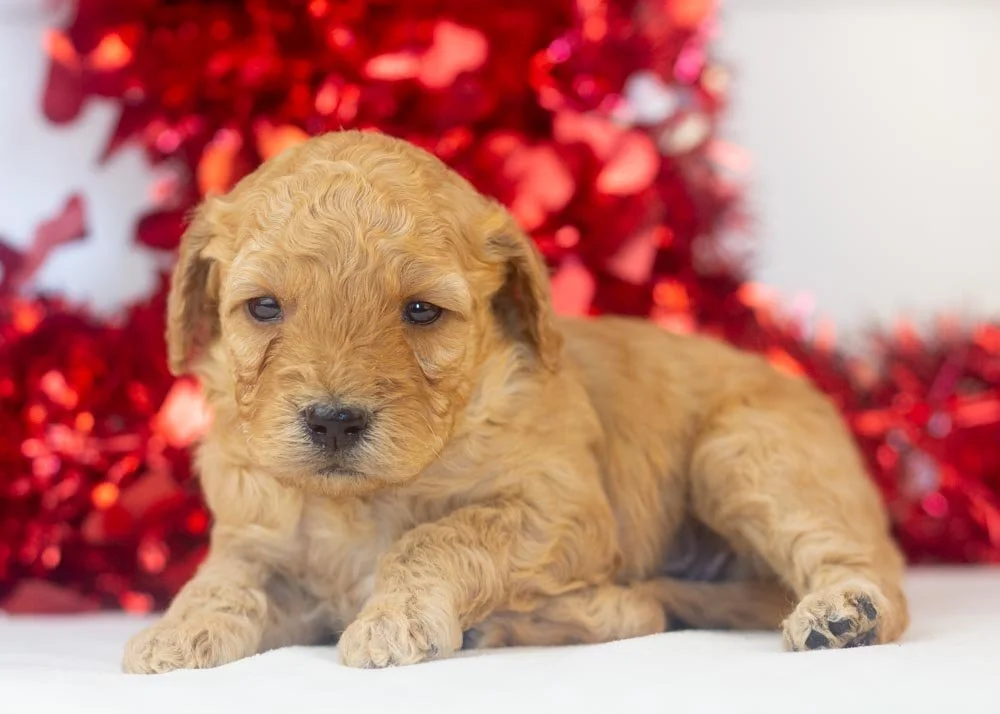 Romeo goldendoodle for sale.jpg