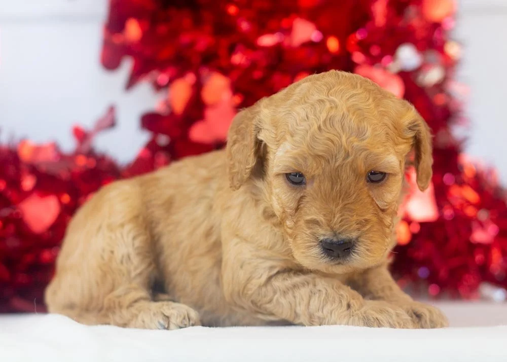 Romeo goldendoodle for sale(2).jpg
