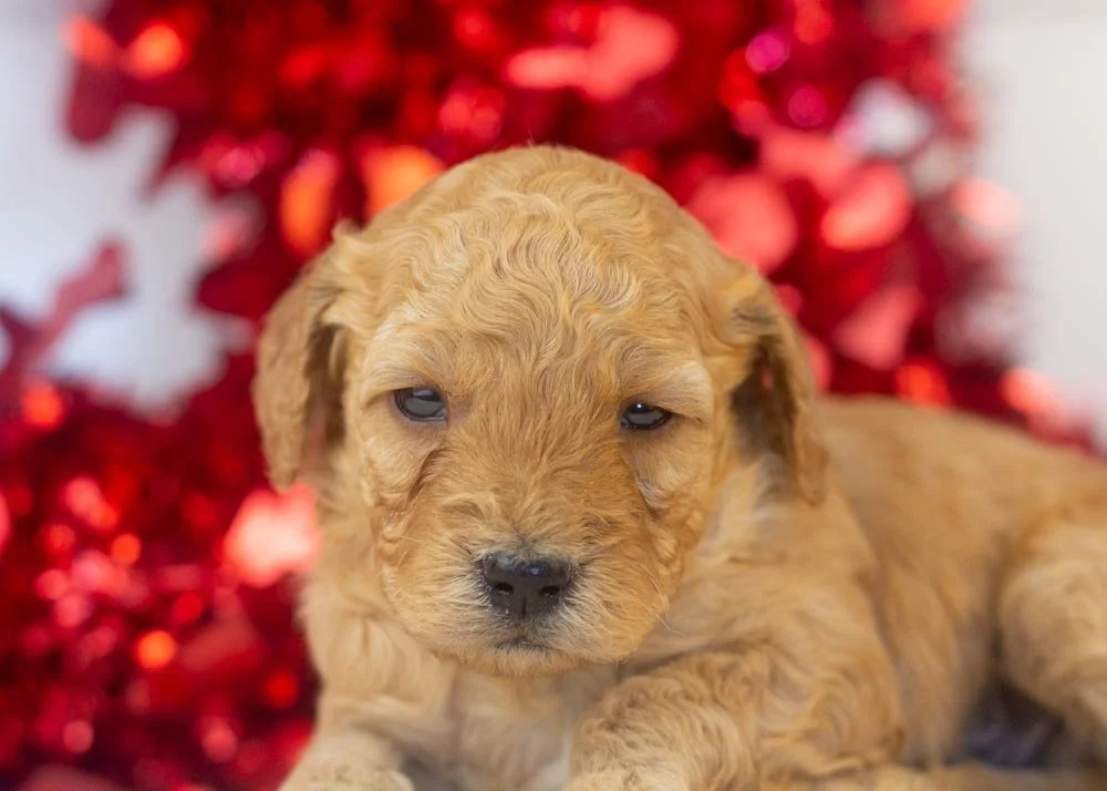 Romeo goldendoodle for sale(3).jpg