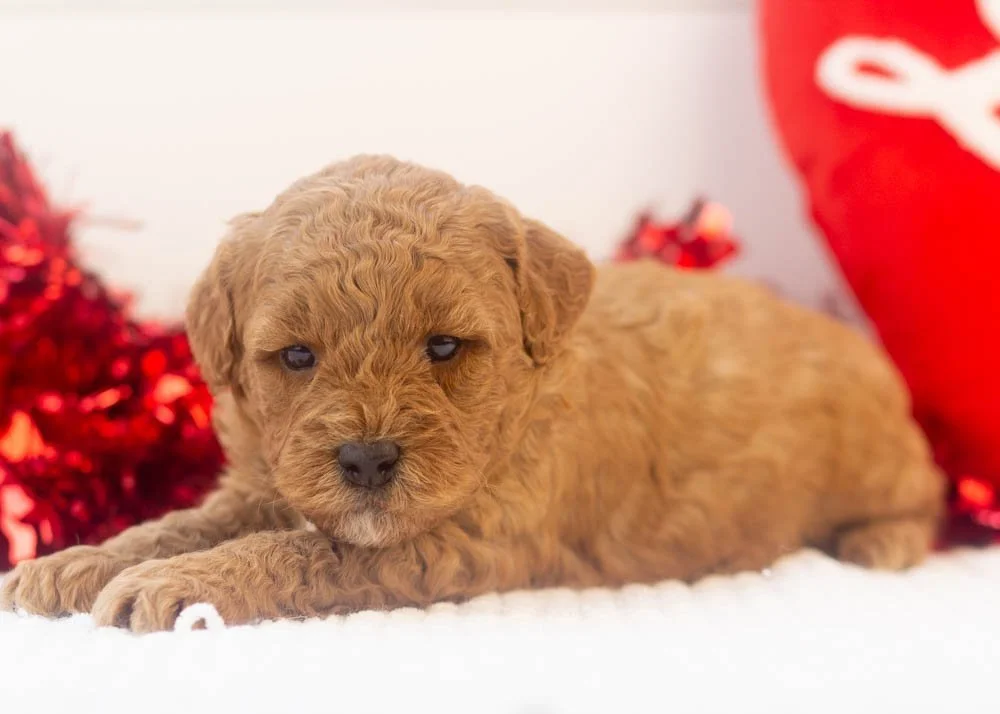 Icicle goldendoodle for sale.jpg