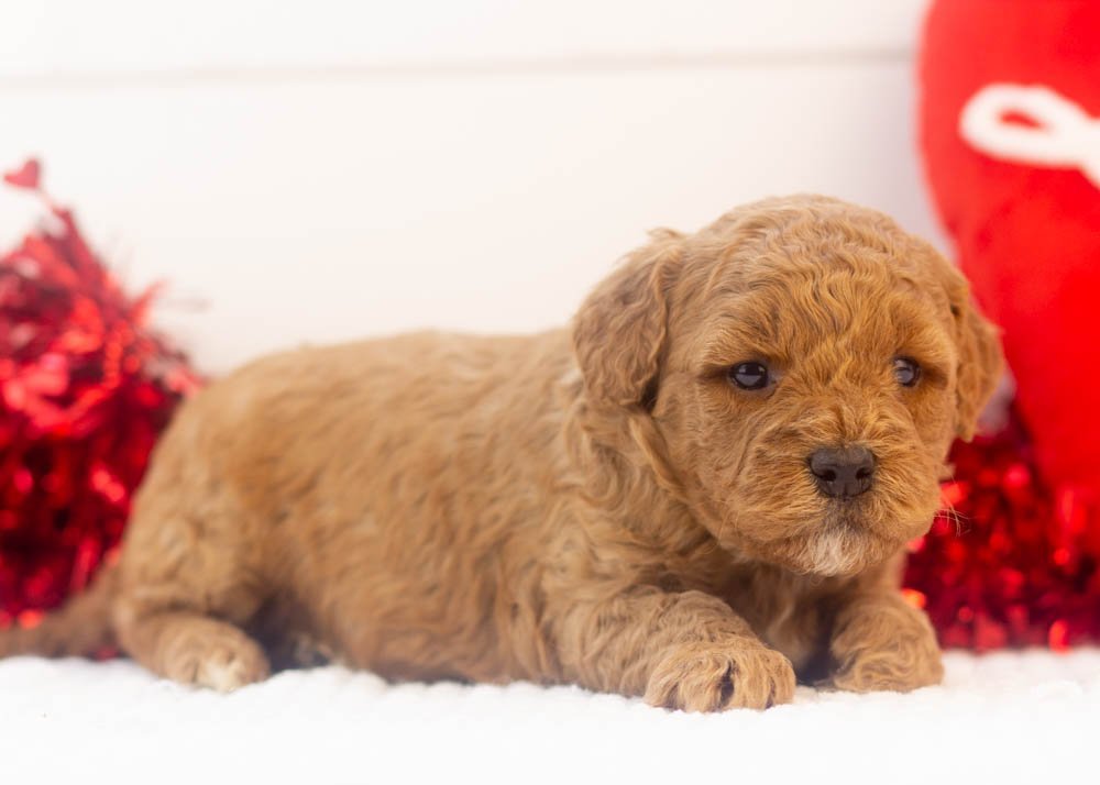 Icicle goldendoodle for sale(2).jpg