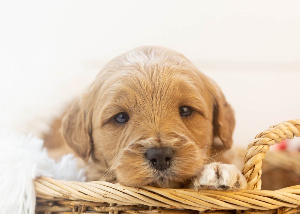 Blizzard goldendoodle for sale(1).jpg